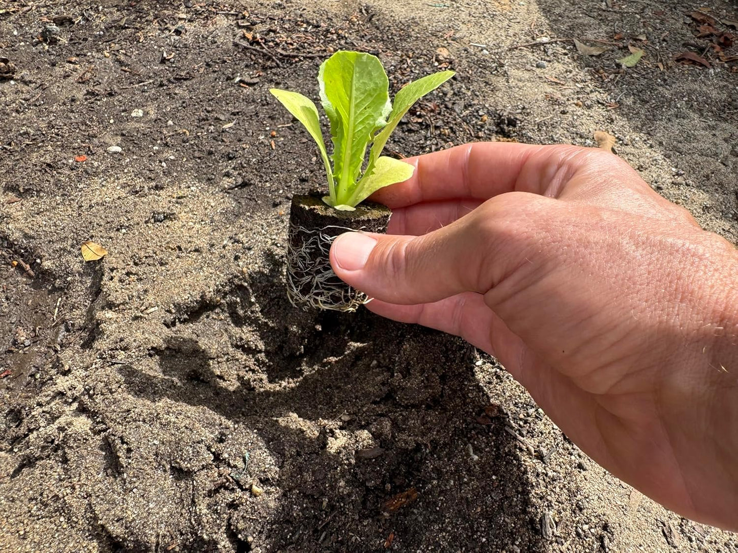 Greens Seedlings: Ready-to-Plant Seedlings, Starts, Plugs, Garden-Ready, Live Plants, Transplants, Pre-sprouted, for Soil & Hydroponic Gardens (XL (120 seedlings))