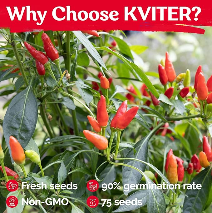 KVITER 75 Birds Eye Chili Pepper Seeds for Planting (Capsicum Annuum) — Thai Chili Red Pepper, Extra‑Hot 50K-100K SHU, High‑Yield Bush — Heirloom & Organic Vegetable Seeds for Outdoor & Indoor Garden