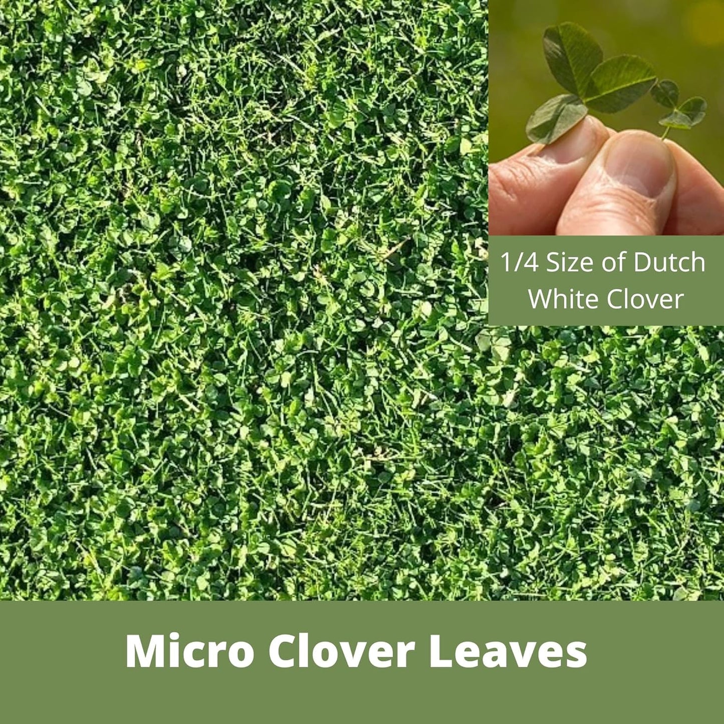 Flawn Seed Kits 2.2 oz Micro Clover Seed, Organic Coated, Eco-Friendly, Low Growing, Low Maintenance, Lawn Alternative, Compostable Pouch, Over-Seed up to 500 Sqft