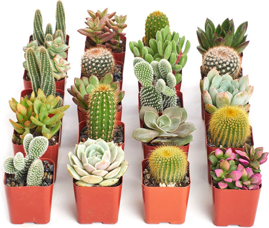 Shop Succulents Premium Live Mini Cactus and Succulent Plants in 2" Pots, Easy Care Indoor or Outdoor Gardening, Terrariums, Favors, & Contemporary Spaces with Hardy, Resilient Varieties, Pack of 20