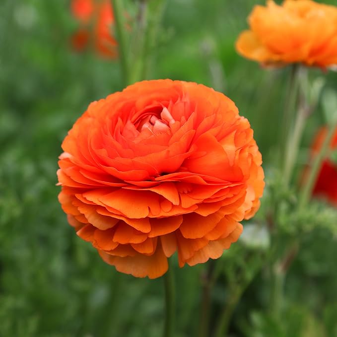Easy to Grow Ranunculus Tecolote Sunset 10 Plant Bulbs - Bright Orange Flowers in Spring, Full Sun Outdoor Zones 8-10, Mediterranean Carlsbad Flower Fields