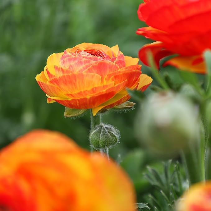 Easy to Grow Ranunculus Tecolote Flamenco 10 Plant Bulbs - Unique Red Orange & Yellow Flowers in Spring, Full Sun Outdoor Zones 8-10, Mediterranean Carlsbad Flower Fields