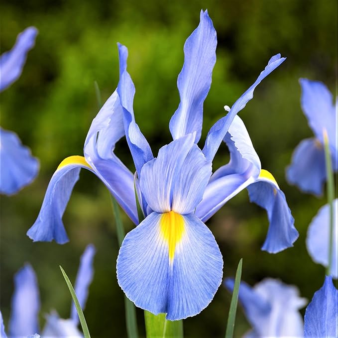 Easy to Grow Dutch Iris Blue Diamond 20 Plant Bulbs - Blue & Yellow Flowers in Spring to Summer, Full Sun Outdoor Zones 6-9