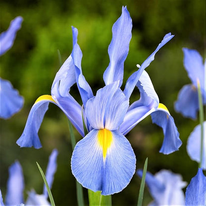 Easy to Grow Dutch Iris Blue Diamond 20 Plant Bulbs - Blue & Yellow Flowers in Spring to Summer, Full Sun Outdoor Zones 6-9