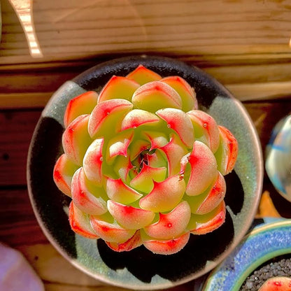 FWPP,Succulents Plants Live Echeveria Soul Fairy, Rare Pink 1 Head 2.5" Live Plant, Bare Root Without Pot Soil,Live Plants Indoor Wedding Party Baby Shower Decoration, Friend Plant Lovers Gifts