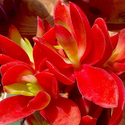 FWPP Crassula capitella 'Campfire' Live Succulent Plant in 3 Inch, Bright Red Leaves, Bare Root Without Pot Soil, Low Maintenance Houseplant, Great Gift for Plant Lovers & Home Decor