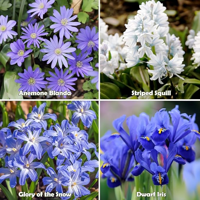 Amazing Rock Garden Flower Collection- 55 Bulbs - Featuring 4 Varieties of Flowers - Beautiful Mix of Pinks, Purples, Whites and Blues - Attracts Butterflies, Bees & Hummingbirds