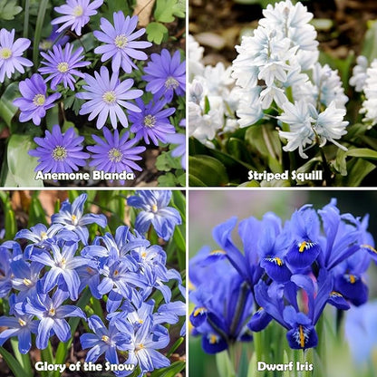 Amazing Rock Garden Flower Collection- 55 Bulbs - Featuring 4 Varieties of Flowers - Beautiful Mix of Pinks, Purples, Whites and Blues - Attracts Butterflies, Bees & Hummingbirds