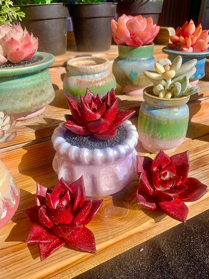 Echeveria Agavoides v Romeo Rubin Rare Live Succulent Plants, Red 1 Head 2.5" Live Plant, Package Without Pot Soil, Garden Indoor Office Desk, Wedding Party Baby Shower Decoration, Plant Lovers Gifts