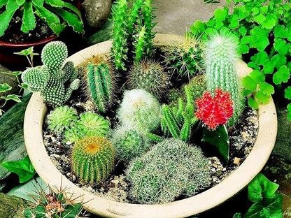 Cactus Seed Mix 50+ Assorted Cacti Seeds for Planting Indoors and Outdoors Different Varieties