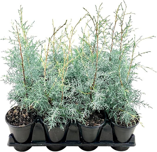 Carolina Sapphire | 10 Live Quart Size Trees | Cupressus arizonica 'Carolina Sapphire' | Privacy Screen | Fast-Growing Evergreen Plants for Landscaping