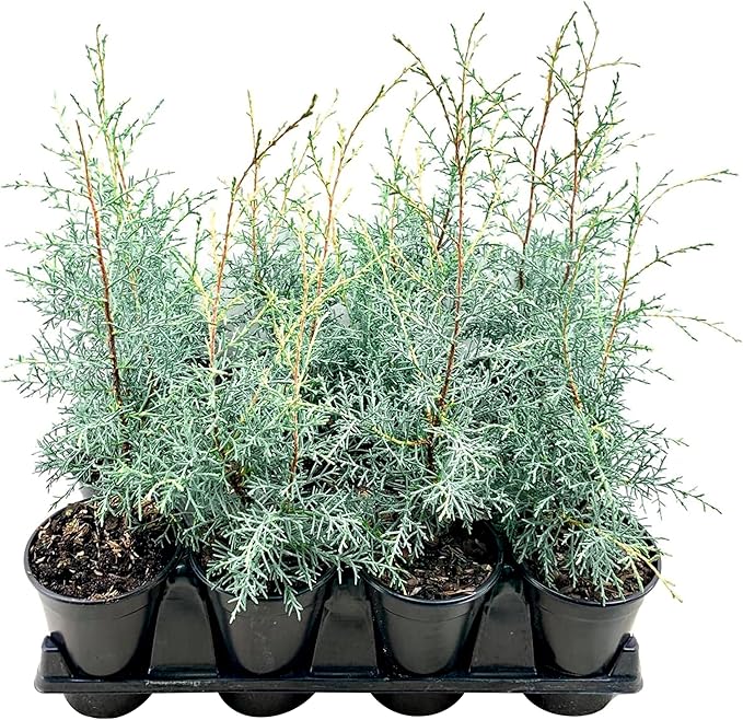 Carolina Sapphire | 5 Live Quart Size Trees | Cupressus arizonica 'Carolina Sapphire' | Privacy Screen | Fast-Growing Evergreen Plants for Landscaping