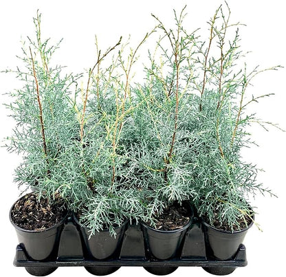 Carolina Sapphire | 3 Live Quart Size Trees | Cupressus arizonica 'Carolina Sapphire' | Privacy Screen | Fast-Growing Evergreen Plants for Landscaping