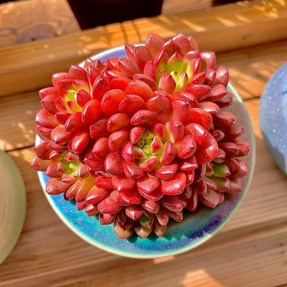Echeveria Pink Rubby Rare Live Succulent Plants, Red Cluster 3.5" Live Plant, Package Without Pot & Soil, Garden Indoor Office Desk, Wedding Party Baby Shower Decoration, Friend Plant Lovers Gifts