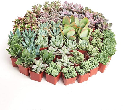 Shop Succulents Assorted Succulent Plant Pack Collection - Live Mini Succulent Plants, Low Maintenance, Mixture of Colors & Textures - Wedding and Party Favors, Gift & Garden, Pack of 256