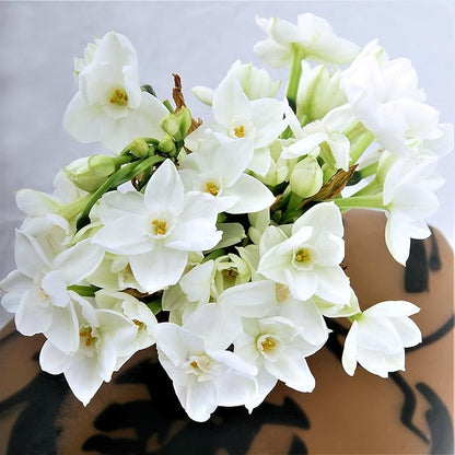 Easy to Grow Narcissus Paperwhite 'Ariel' Plant Bulbs (10 Pack) - Large Flower Bulbs for Indoor Forcing at Home, Fragrant Holiday Blooms