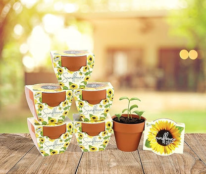 BUZZY Seeds Sunflower Daydream Collection 6-Pack Mini Terracotta Grow Pots, Includes Seed Packets and Growing Medium, Flower Starter Kit for Kids and Adults, Indoor Gardening Gift, Wedding Favors