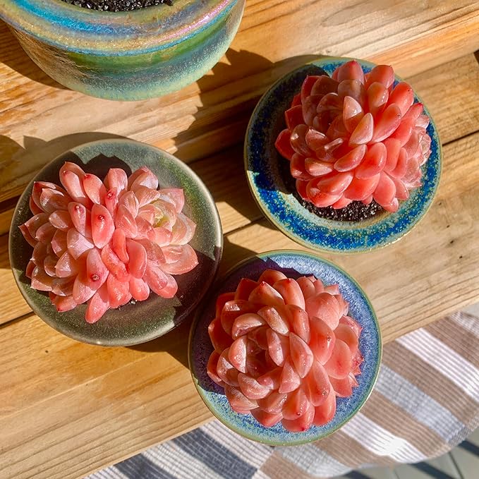 FWPP Live Succulents Plants Echeveria Ruby 2.5 inches,Rare red Succulents Bare Root Without Pot Soil, Live Plants Indoor Office Decoration Wedding and Gift