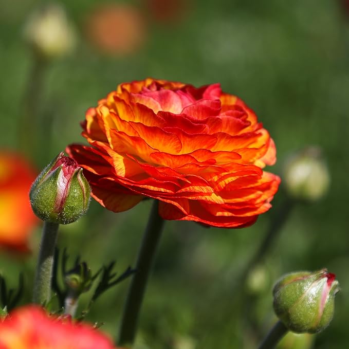 Easy to Grow Ranunculus Tecolote Flamenco 10 Plant Bulbs - Unique Red Orange & Yellow Flowers in Spring, Full Sun Outdoor Zones 8-10, Mediterranean Carlsbad Flower Fields