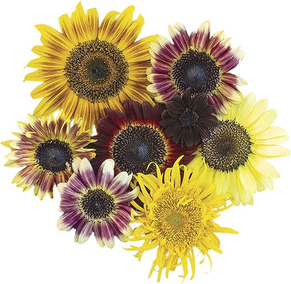 Park Seed Razzmatazz Mix Sunflower Seeds – Exotic Multicolor Blooms in Red, White, and Mahogany Tones, Pollen-Free, Uniform 4–6 Ft Cutting Variety, Easy to Grow, Pack of 25