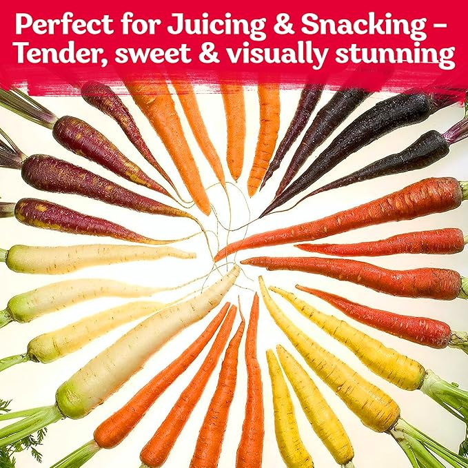 KVITER 1,000 Rainbow Carrot Seeds (Daucus Carota) - Baby Carrots Mix, Sweet & Tender Taste - Heirloom & Organic Carrots Seeds for Planting in Vegetable Garden, Raised Beds & Containers