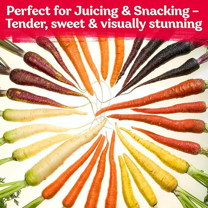 KVITER 1,000 Rainbow Carrot Seeds (Daucus Carota) - Baby Carrots Mix, Sweet & Tender Taste - Heirloom & Organic Carrots Seeds for Planting in Vegetable Garden, Raised Beds & Containers
