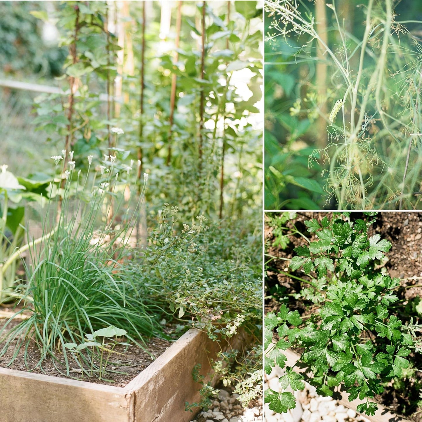 Sereniseed Certified Organic Herb Seeds (15-Pack) – Non GMO, Heirloom – Seed Starting Video