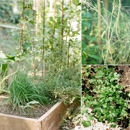 Sereniseed Certified Organic Herb Seeds (15-Pack) – Non GMO, Heirloom – Seed Starting Video