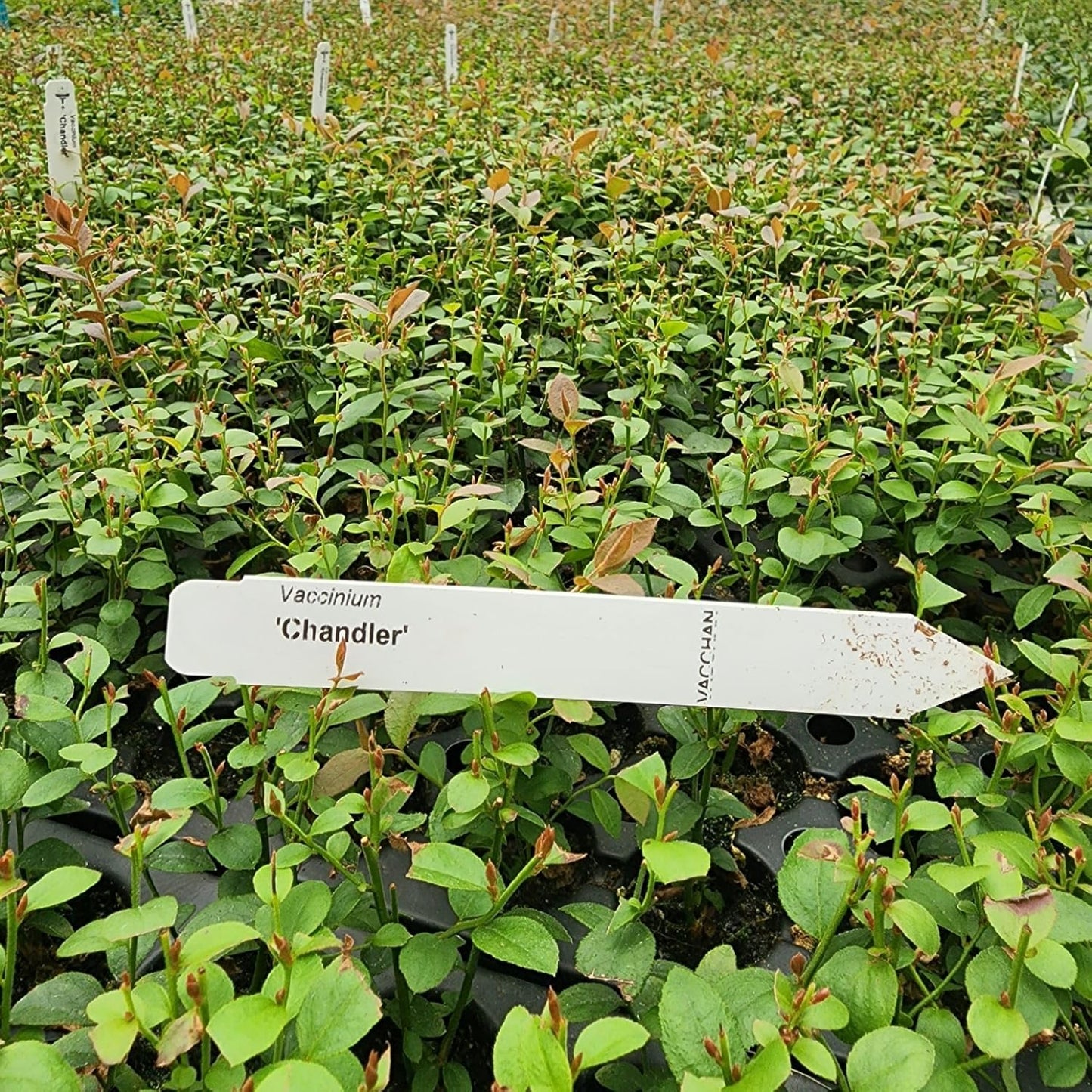 Pink Lemonade Blueberry (Chandler)