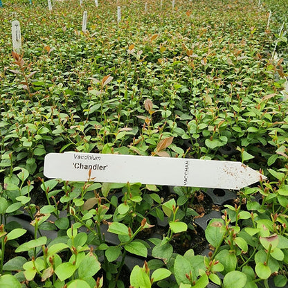 Pink Lemonade Blueberry (Chandler)