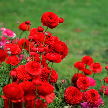 Easy to Grow Ranunculus Tecolote Red 10 Plant Bulbs - Red Flowers in Spring, Full Sun Outdoor Zones 8-10, Mediterranean Carlsbad Flower Fields