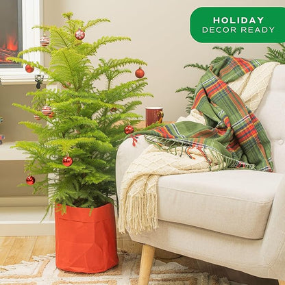 Costa Farms Live Christmas Tree, Large Norfolk Island Pine in Red Indoor Holiday Planter, DIY Christmas Decorations, Ornaments, Christmas Gift and Holiday Room Decor, 3 Feet Tall