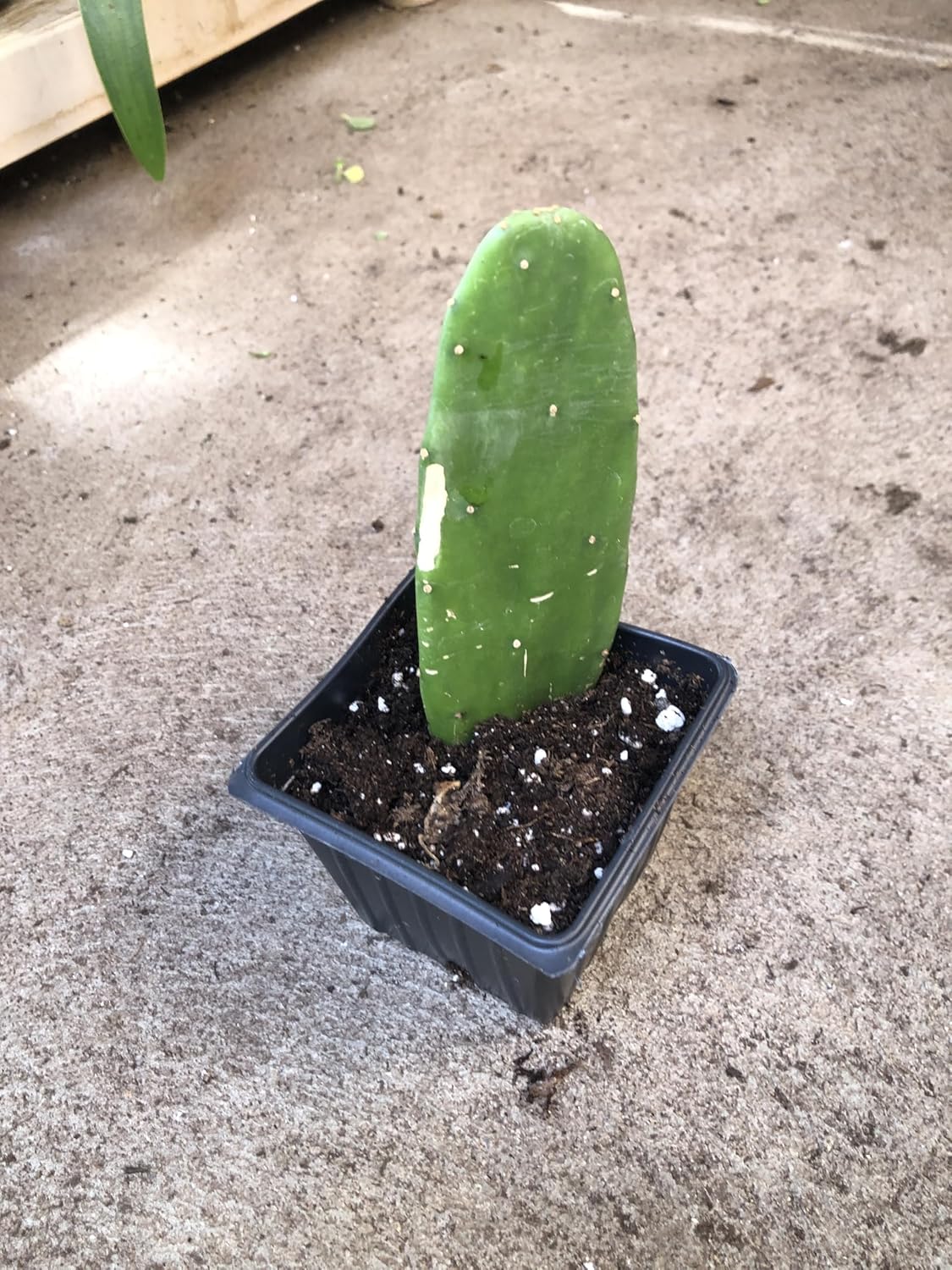 Smoke Camp Crafts Organic Prickly Pear Cactus Plant, Opuntia cochenillifera, in 2.5-inch Pot