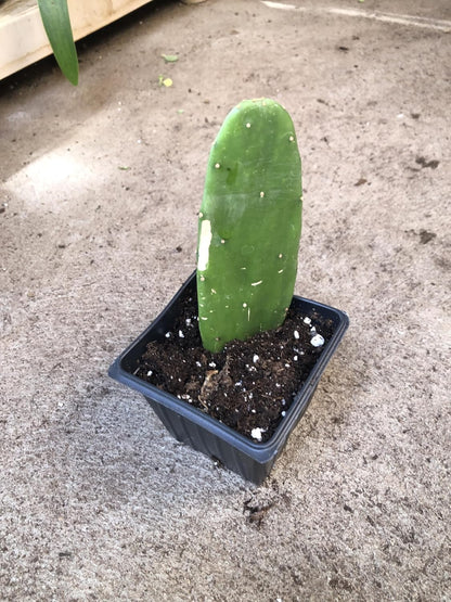 Smoke Camp Crafts Organic Prickly Pear Cactus Plant, Opuntia cochenillifera, in 2.5-inch Pot
