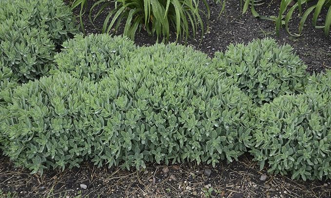 Rock 'N Grow Pure Joy Stonecrop (Sedum) Live Plant, Pink Flowers, 0.65 Gallon