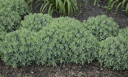 Rock 'N Grow Pure Joy Stonecrop (Sedum) Live Plant, Pink Flowers, 0.65 Gallon