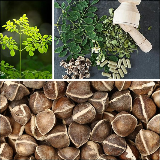 Moringa Seeds for Planting - 10 g Packet ~30 Seeds - Grow Moringa Seeds to Eat - Moringa Plant Tree Seedlings - The Tree of Life, Moringa Oleifera