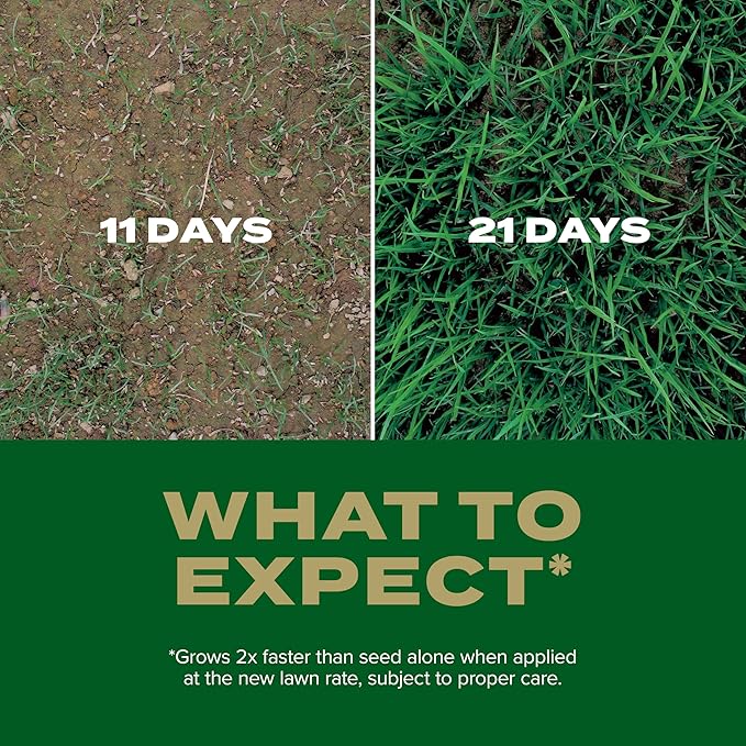 Scotts Turf Builder Rapid Grass Southern Gold Blend for Tall Fescue Lawns, Combination Seed and Fertilizer, 16 lbs.