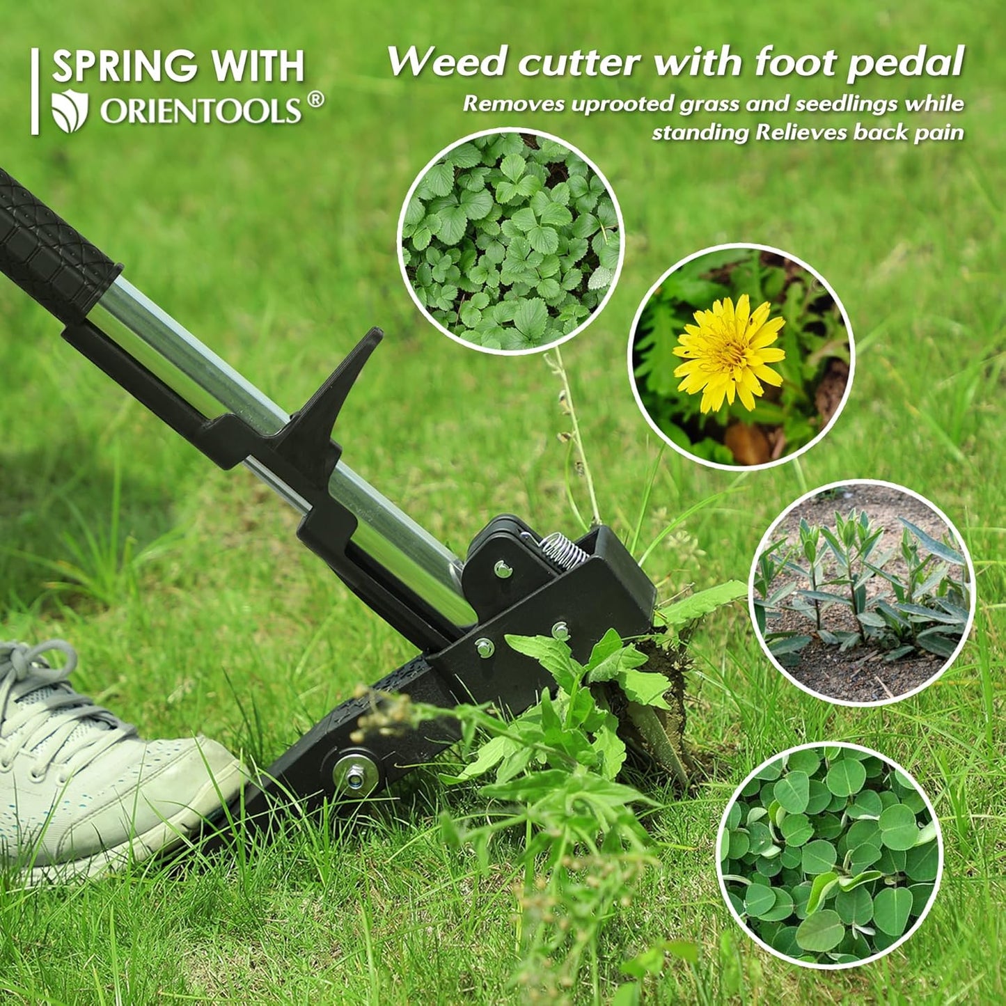 ORIENTOOLS Weed Puller, Stand Up Weed Puller, 32 to 41 inch Long Handle, Upgrade Detachable Telescopic Handle Garden Weeding Tool with 4 Claws for Labor Saving Dandelions Remover Tool