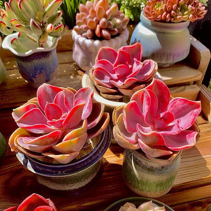 Echeveria Rainbow Variegated Rare Live Succulent Plants, Pink 1 Head 3.5" Live Plant, Package Without Pot & Soil, Garden Indoor Office Desk, Wedding Party Baby Shower Decoration, Friend Lovers Gifts