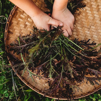 Red Mizuna - 500 Seeds - Heirloom & Open-Pollinated Variety, Non-GMO Vegetable Seeds for Planting, Grow Your Own Mustard Greens Indoors/Outdoors in Containers or The Garden, Thresh Seed Company