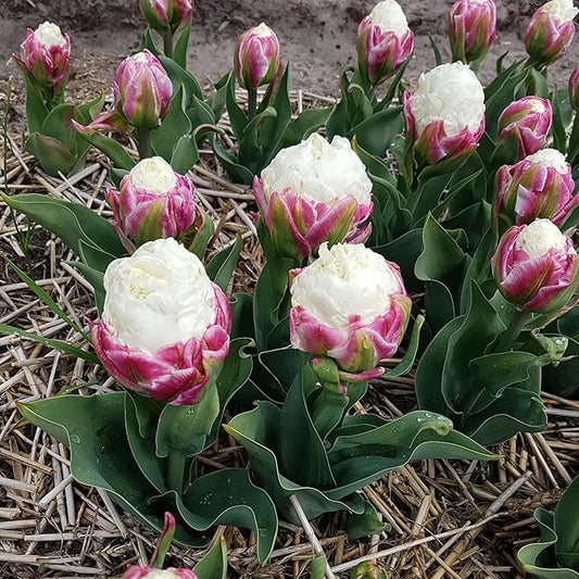 Ice Cream Double Tulip Bulbs – 3 Premium Peony-Style Blooms | White Cream Petals with Pink-Red Base | Unique Spring Perennial Flowers for Gardens & Containers – Zones 3–8 (3 Bulbs)