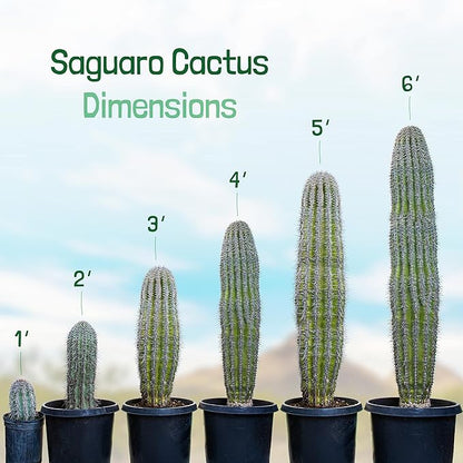 Cactus Outlet - Live Saguaro Cactus, Cactus Plants Live, Large Outdoor Live Cactus 1’ - Rare Large Live Cactus - Landscape Ready Large Cactus Plant Live Delivered Right to Your Door