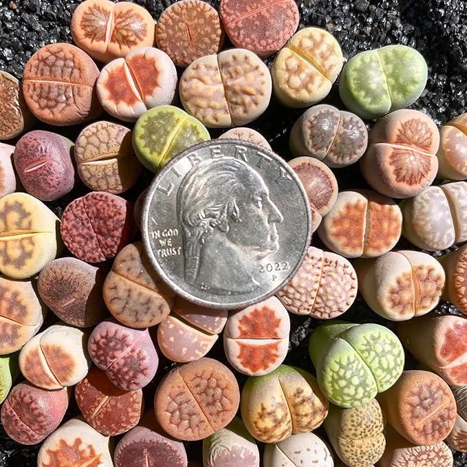 Lithops Random Mix Rare Live Succulent Plants, 30/50/100 Pcs Succulent Live Plant, Bare Root Without Pot & Soil, Indoor Office, Friend Plant Lovers Gifts