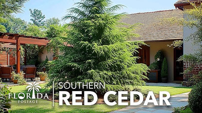 Southern Red Cedar | 2 Live Gallon Size Pots | Juniperus Virginiana Silicicola | Evergreen Privacy Trees | Native Landscape Plants