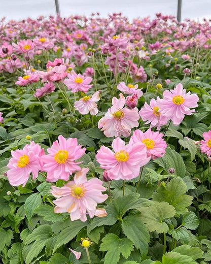 Perennial Farm Anemone x Hybrida Fantasy™ 'Pocahontas' – Live Windflower in #1 Container, Semi-Double Pink Blooms, Compact, Long Blooming, Deer Resistant, Ideal for Borders & Pollinator Gardens
