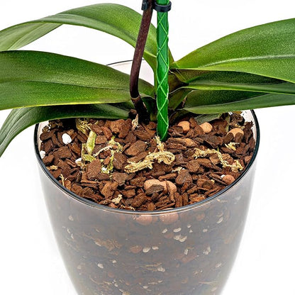 Premium Orchid Soil Mix by Gardenera - Hand Mixed New Zealand Pinus Radiata 100% Natural Potting Soil Bark Mix - for Phalaenopsis Orchid - 5 Quart - Made in USA