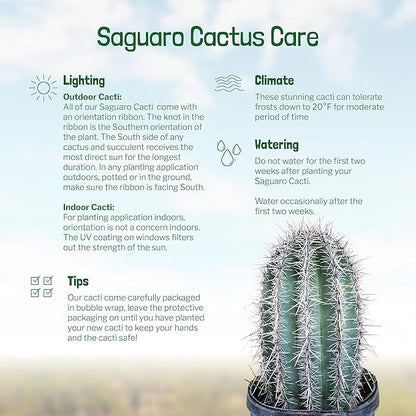 Cactus Outlet - Live Saguaro Cactus, Cactus Plants Live, Large Outdoor Live Cactus 1’ - Rare Large Live Cactus - Landscape Ready Large Cactus Plant Live Delivered Right to Your Door