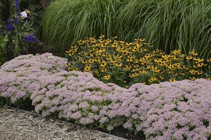 Rock 'N Grow Pure Joy Stonecrop (Sedum) Live Plant, Pink Flowers, 0.65 Gallon