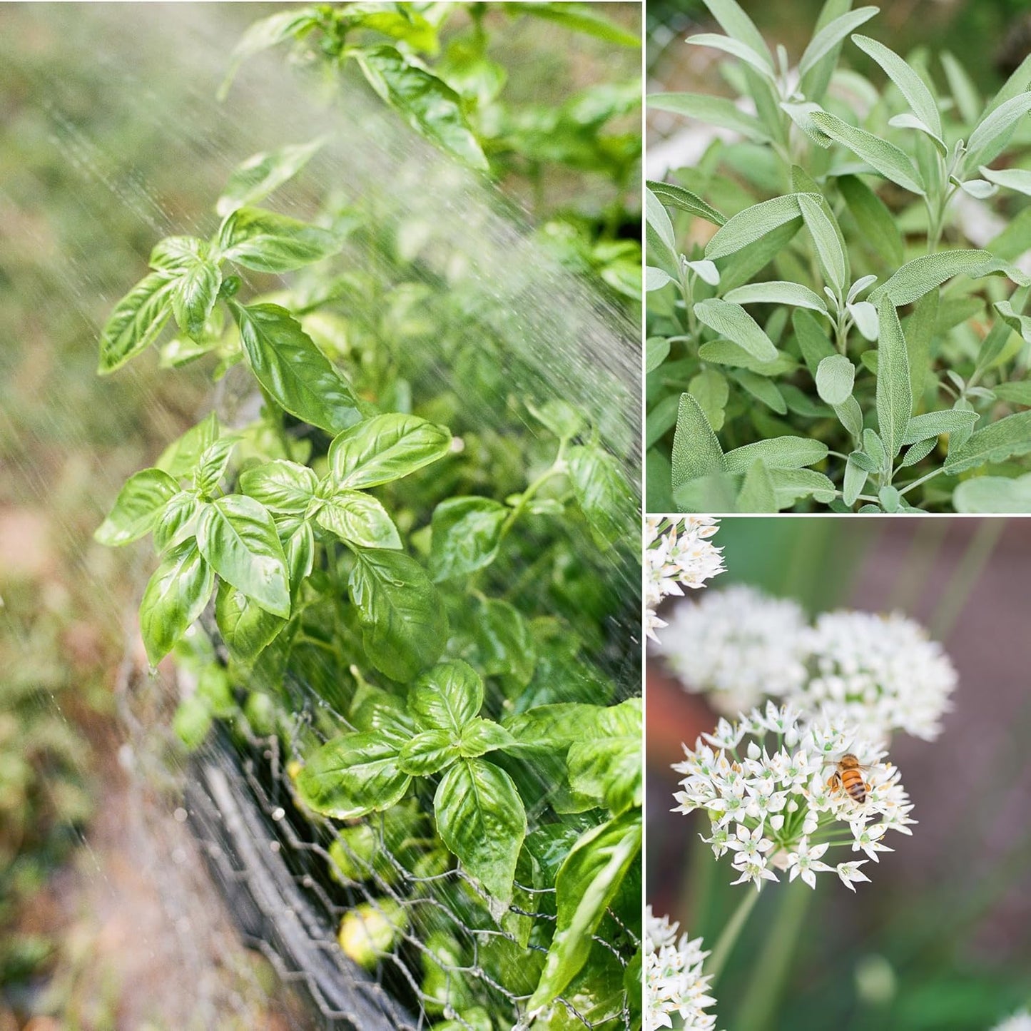 Sereniseed Certified Organic Herb Seeds (15-Pack) – Non GMO, Heirloom – Seed Starting Video